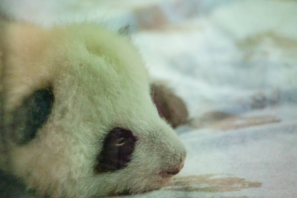 Two month old baby giant panda lies on a white background. selective focus