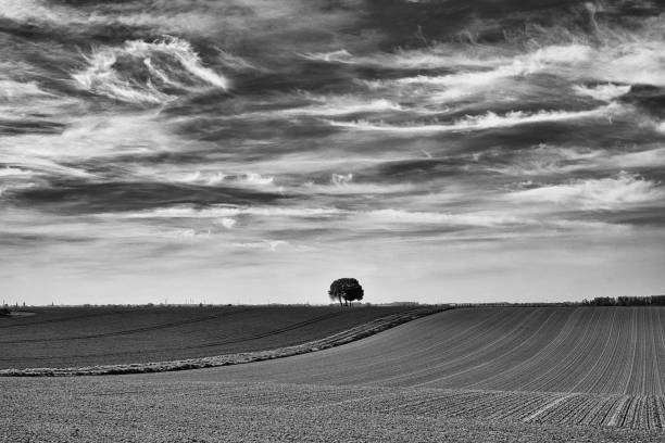 istock Landscape with tree in black and white 2189240261
