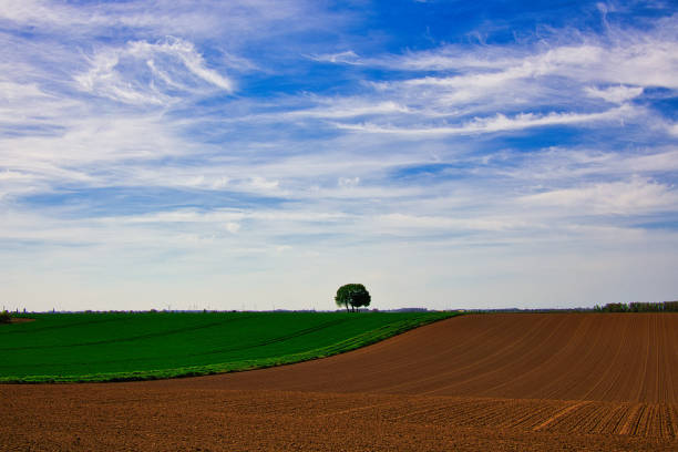Landscape with tree on the Lower Rhine with field and blue sky