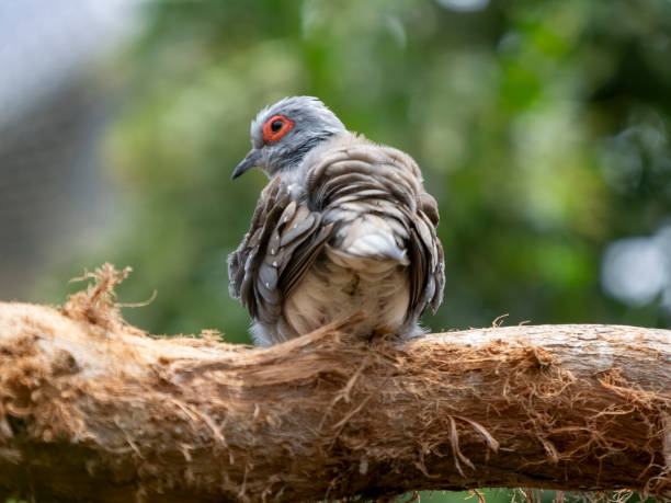 istock Diamond dove close-up portrait 2189240462