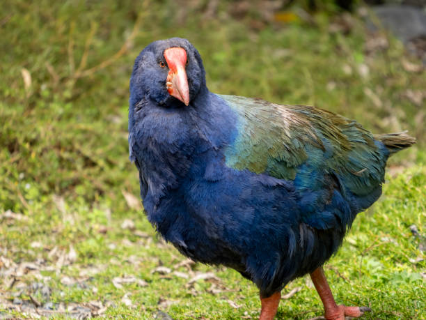 istock Takahe Bird, Flightless bird indigenous to New Zealand 2189240565