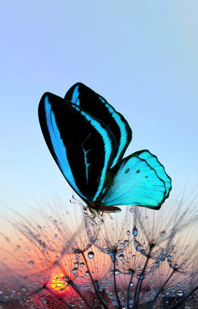 istock sunset. bright blue tropical butterfly on dandelion seeds in water drops on a sunset background. selective focus. butterfly birdwings 2189241478
