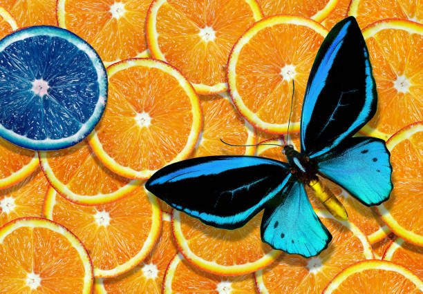 blue tropical butterfly and ripe juicy orange slices texture background