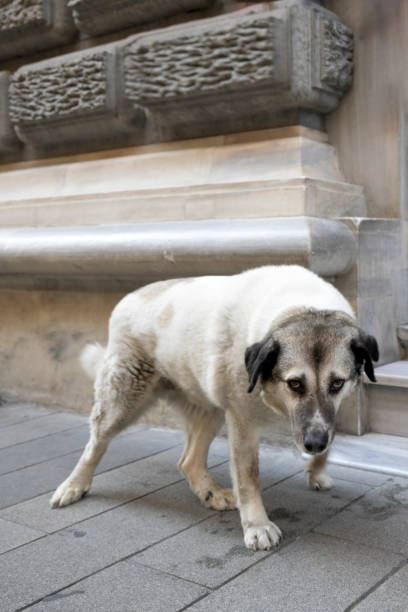 Aggressive stray dog on the street