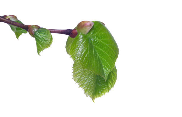 istock twig with young green leaves isolated on white. elm branch 2189242299