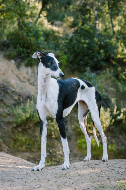 istock Greyhound standing proudly in a natural outdoor setting 2189242354