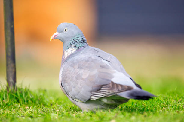 Walk of Pigeons