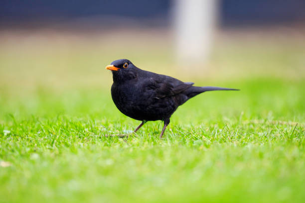 Single Male Blackbird searching for insects on a lawn in Winter.
