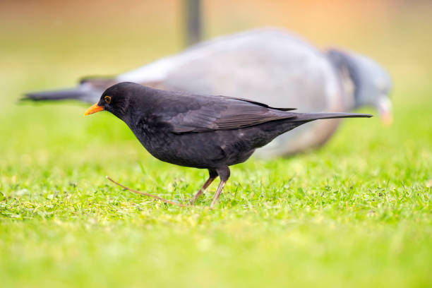 Blackbird (Turdus merula) searching for food on a Winter lawn. Woodpigeon in the background.