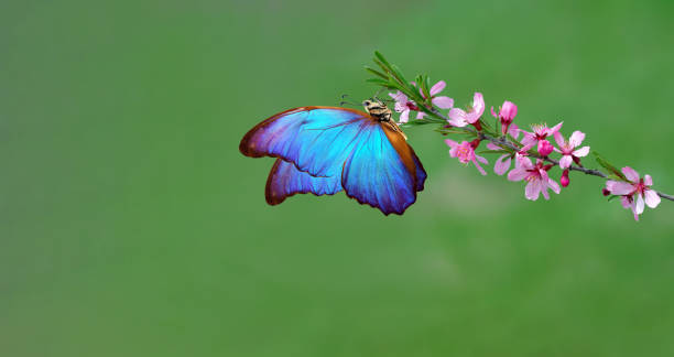 istock bright colorful morpho butterfly on a branch of pink blossoming sakura. copy space 2189243580