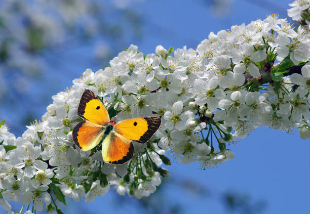 istock bright orange butterfly on white sakura flowers 2189244161