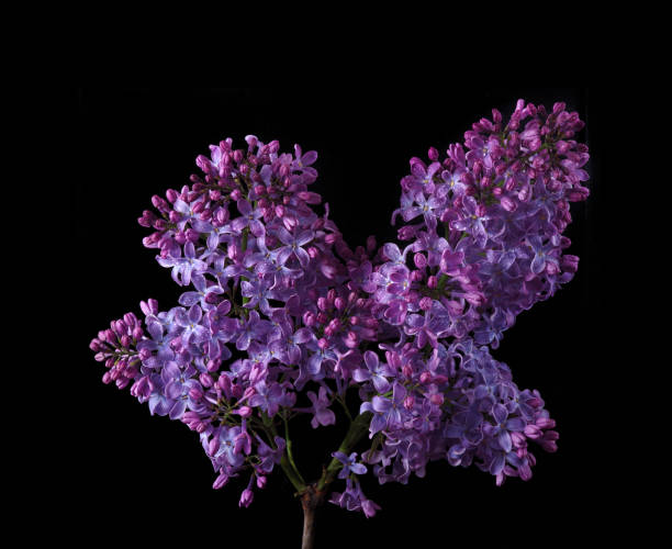 istock purple lilac flowers in dew drops isolated on black 2189244528