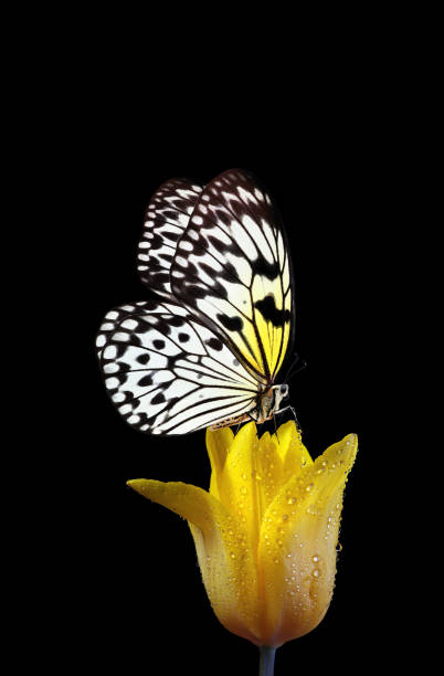 istock bright tropical butterfly on yellow tulip flower in dew drops isolated on black 2189244929