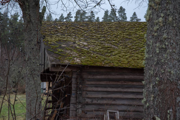istock A rustic wooden cabin with a moss-covered roof, surrounded by bare trees in a quiet, natural countryside setting. 2189245093