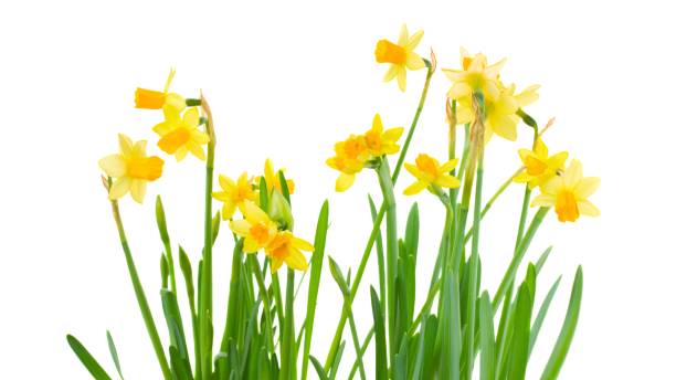 istock narcissus flowers in vase 2189245375