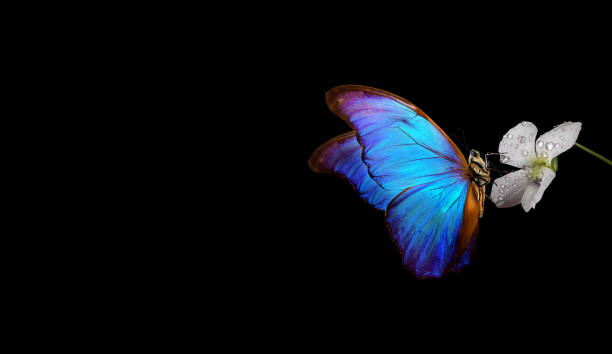 istock bright blue tropical morpho butterfly on a white violet flower in dew drops isolated on black 2189245409