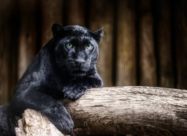 Black panther resting on a tree branch, staring intensely at the camera in a wild jungle setting