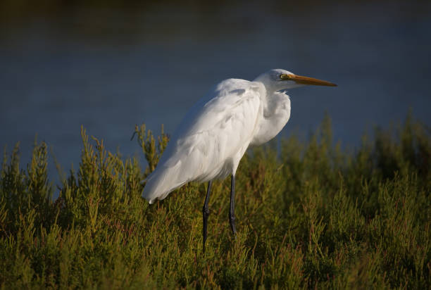 istock Sunlight gleams in Great Egret's eye at Huntington Beach 2189246804