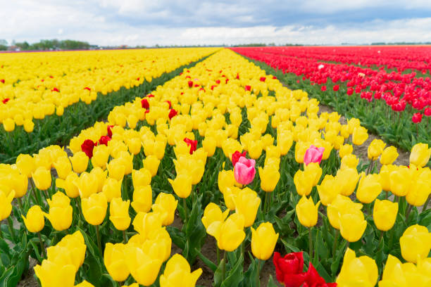 istock Dutch yellow tulip fields in sunny day 2189247981