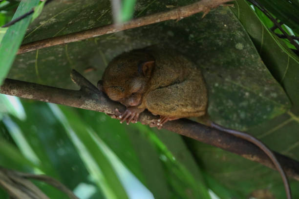 The tarsier is a fascinating animal, notable for its unique nightlife adaptations and distinctive behavior, which make it a subject of interest to researchers and nature enthusiasts.