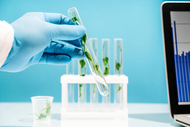 istock Bioengineering lab. Plant in a test tube in a scientific laboratory 2189248293