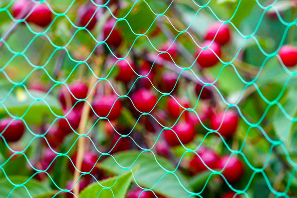 Blurred ripe cherries on the cherry tree with protective plastic netting to keep birds from eating the fruit