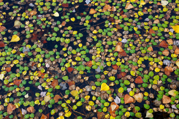 A vibrant view of green lily pads and autumn leaves floating on the surface of a pond, showcasing natural patterns, textures, and seasonal beauty.