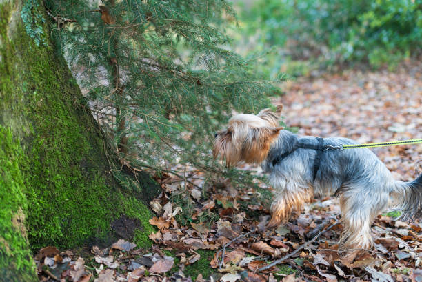 Yorkshire terrier wearing sunglasses.