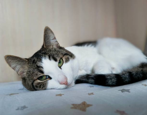 istock Cute pet cat. Relaxing kitten, cute funny pets at home. 2189252963