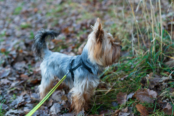 Yorkshire Terrier on a leash in the autumn forest.