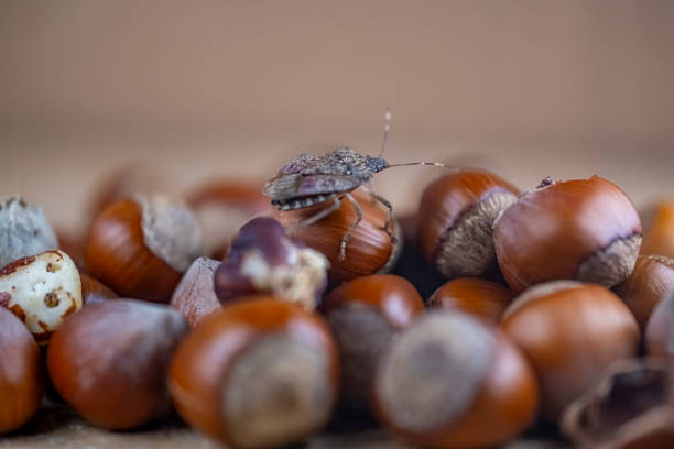 A bug is on top of a pile of nuts. The bug is brown and black