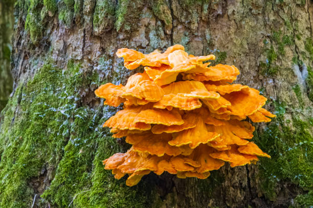 Old giant Sulphur Shelf fungus