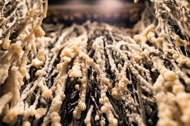 A detailed view of a mini graduation tower used in home spas or salt therapy rooms. The device features branches coated with crystallized salt, formed as brine flows over them. The intricate salt deposits create a textured and natural appearance, while the setup helps produce mineral-rich air for therapeutic purposes.