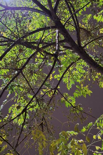 istock Green branches and leaves of a tree in the evening 2189254956