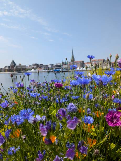 Patch of vibrantly colored wildflowers with view of Aarhus city harbor in the background.