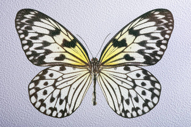 bright tropical rice paper butterfly on white watercolor paper texture background