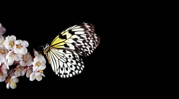 bright tropical butterfly on blooming sakura branch isolated on black. copy space