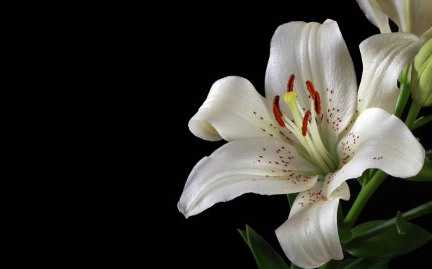 istock bright white lily flower on black. close up 2189258992