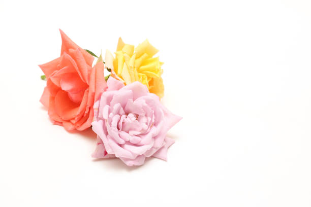 Flower head of roses isolated on a white background.