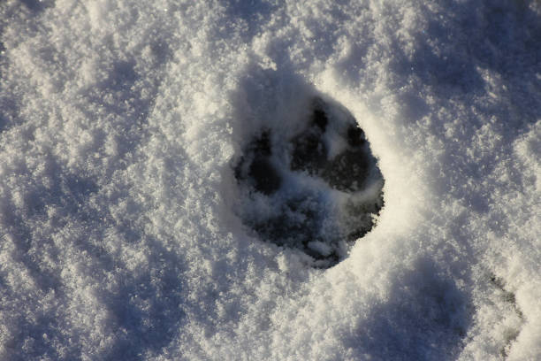 Animal tracks are creating a path through a field of fresh snow in winter, leading towards a blurry background of trees and a wooden structure
