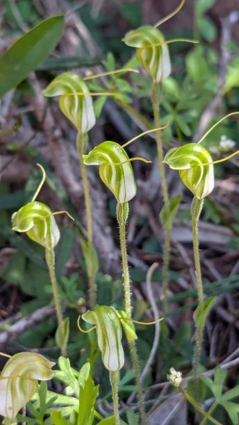istock Snail orchids growing in the shade on an escarpment 2189266747