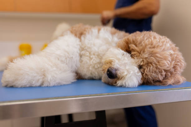istock Calm Poodle Relaxing on Vet's Exam Table 2189268097