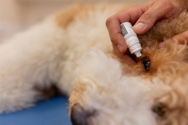 istock Vet Treating Large Poodle's Dry Eyes with Eye Drops 2189268110