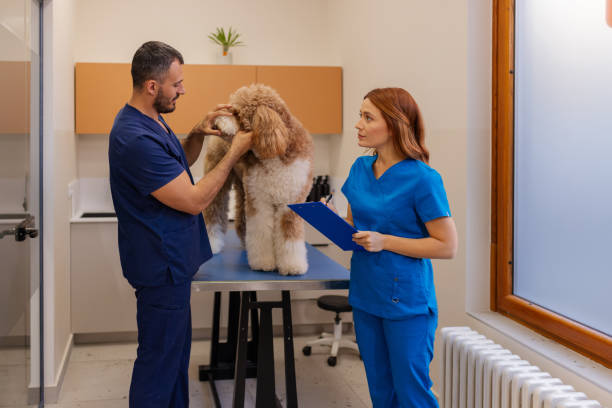 istock Veterinary Professionals Discussing Poodle's Medical History 2189268207