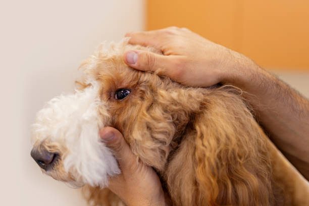 istock Vet Performing Eye Examination on Poodle in Veterinary Clinic 2189268246