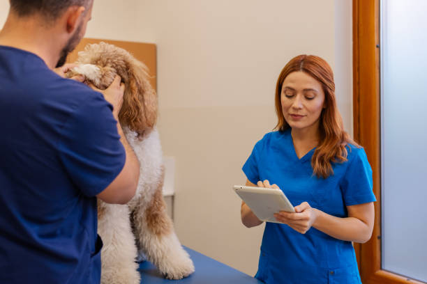 istock Veterinarians Reviewing Large Poodle’s Health Data on Digital Tablet 2189268265