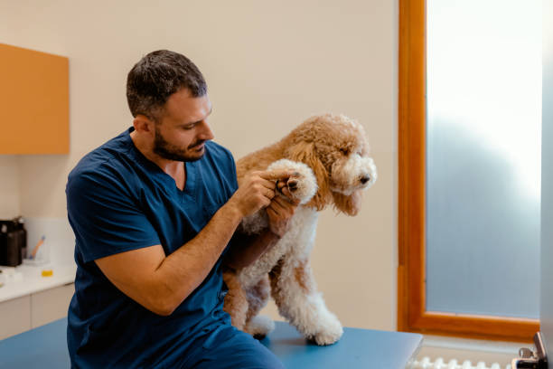 istock Veterinarian Examining Large Poodle's Paw in Veterinary Office 2189268271