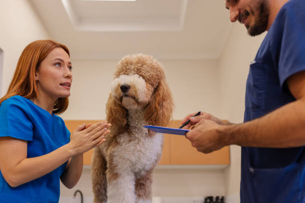 istock Veterinary Professionals Discussing Poodle's Medical History 2189268275