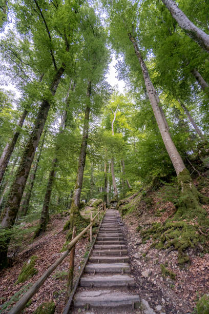 istock A vertical image of stairs ascending in a green forest 2189268672