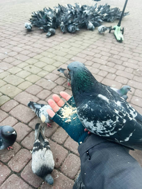 Playful Father and Little Boy Feed Pigeons in the City